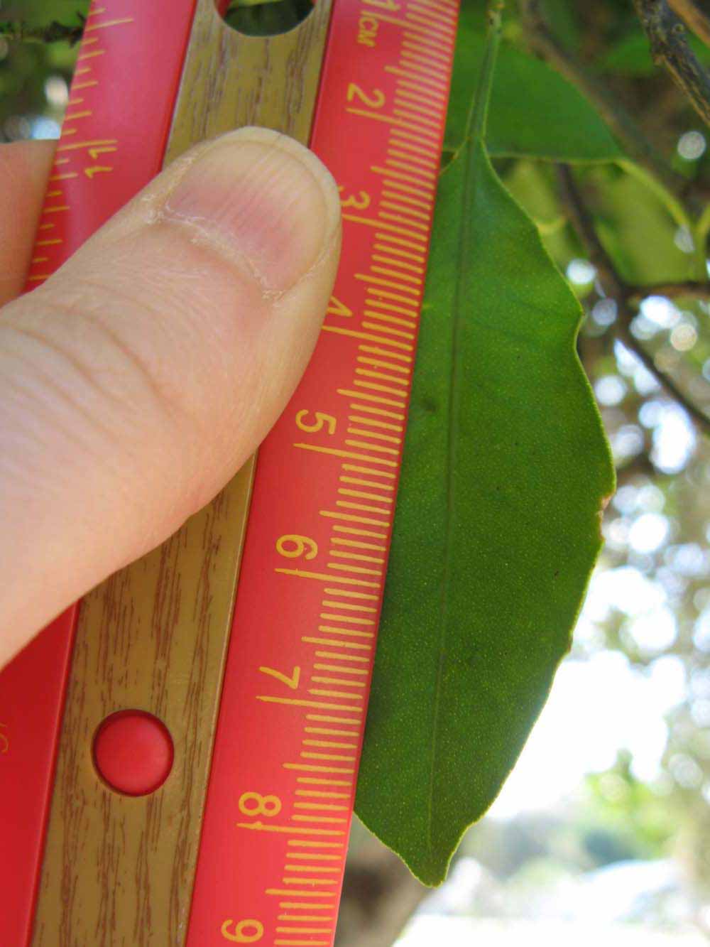            Unifoliolate leaf (Winter Haven, FL)   